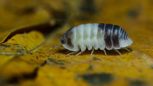 Isopode Cubaris panda king de couleur noire et blanche sur une feuille morte