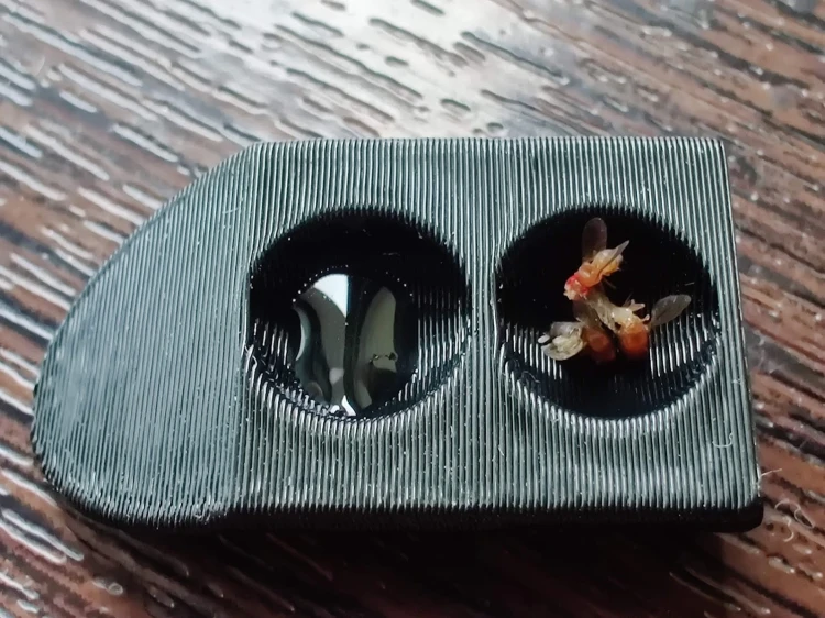 Kolorowe karmidełka dla mrówek.