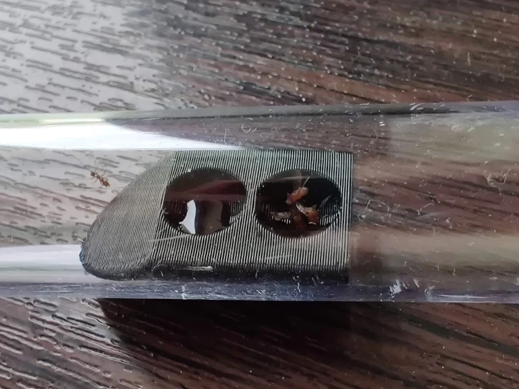 Mangeoire noire avec nourriture placée dans un tube à essai transparent avec une fourmi.