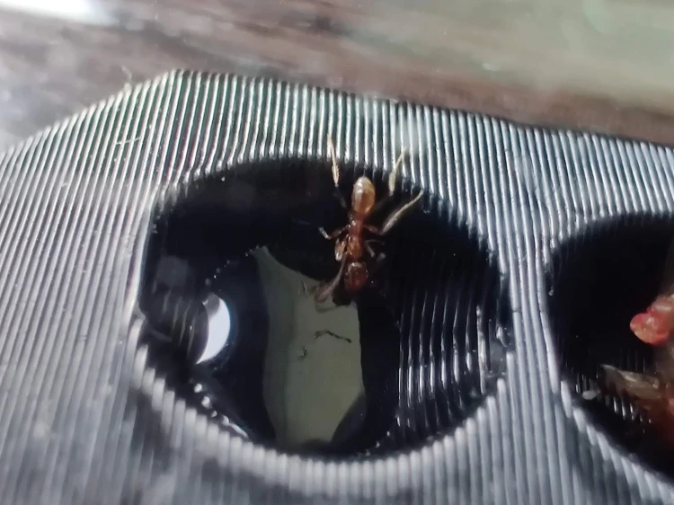 Gros plan macro d'une fourmi se nourrissant de liquide dans l'alvéole d'une mangeoire.