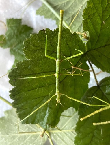 Nymphe verte de phasme bâton Medauroidea extradentata sur une feuille.
