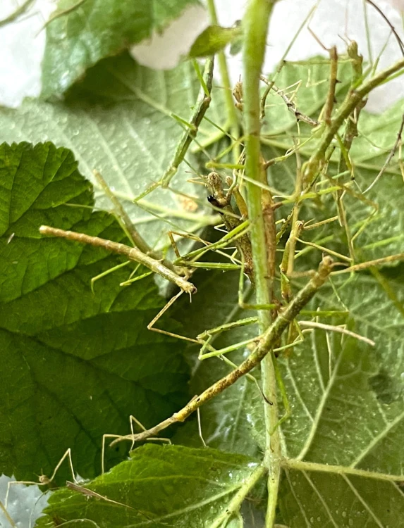 Jeunes phasmes bâtons Medauroidea extradentata parmi les feuilles et tiges.