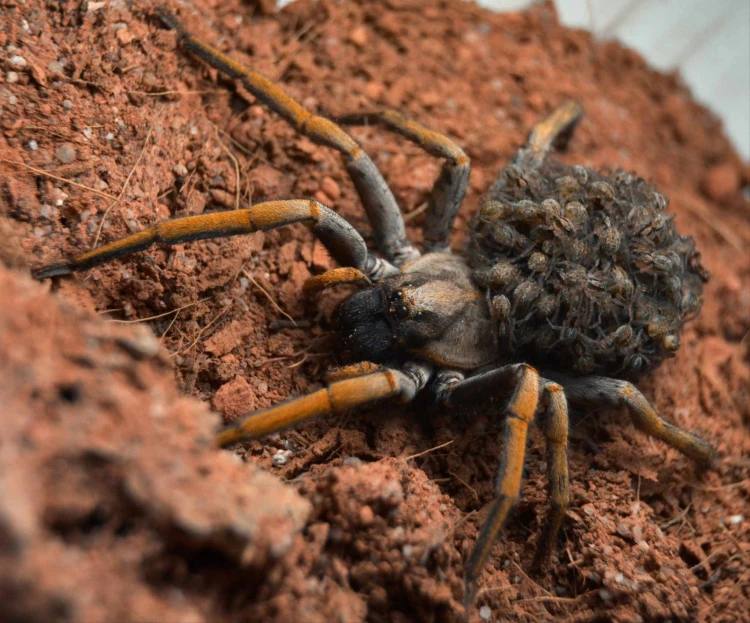 Pająk hogna maderiana.