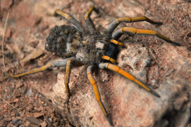 Pająk hogna maderiana.
