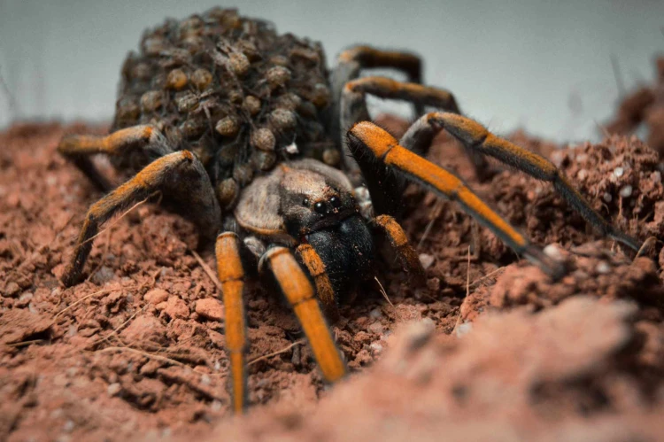 Pająk hogna maderiana.