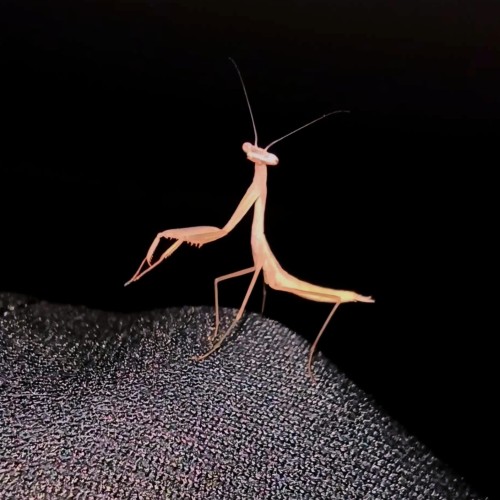 Modliszka miomantis paykulli.