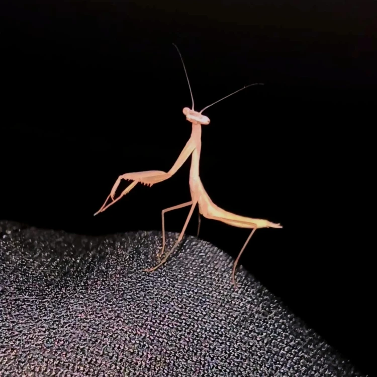 Modliszka miomantis paykulli.