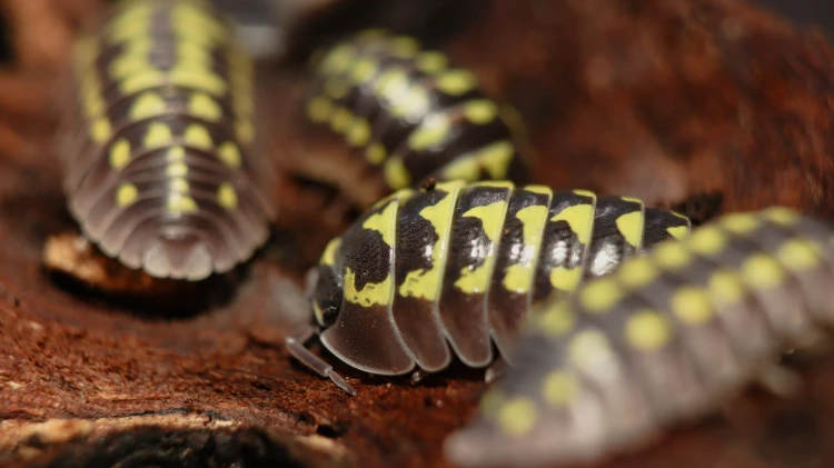Armadillidium gestroi.jpg