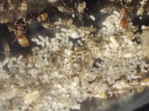 Mrówki plagiolepis pygmaea.