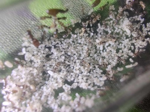 Mrówki plagiolepis pygmaea.