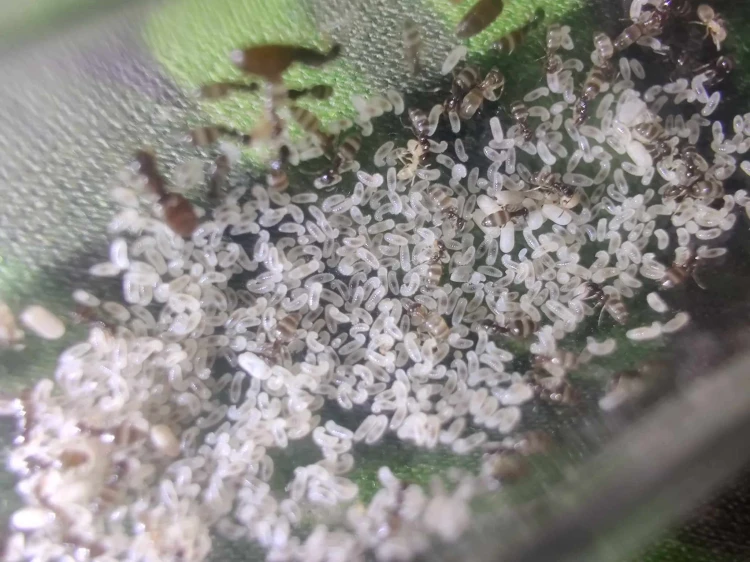 Mrówki plagiolepis pygmaea.