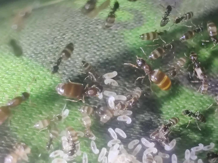 Mrówki plagiolepis pygmaea.