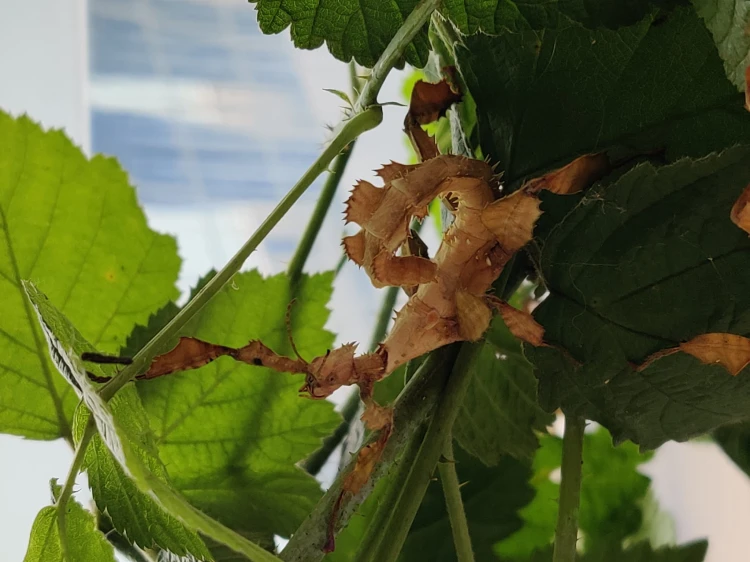 Straszyk australijski.