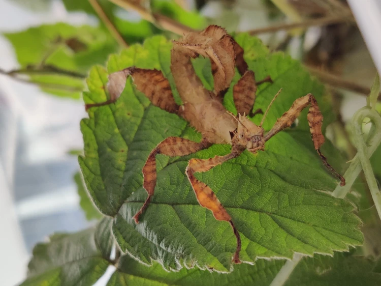 Straszyk australijski.