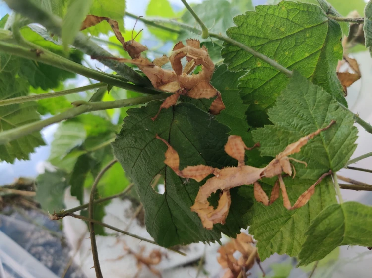 Straszyk australijski.