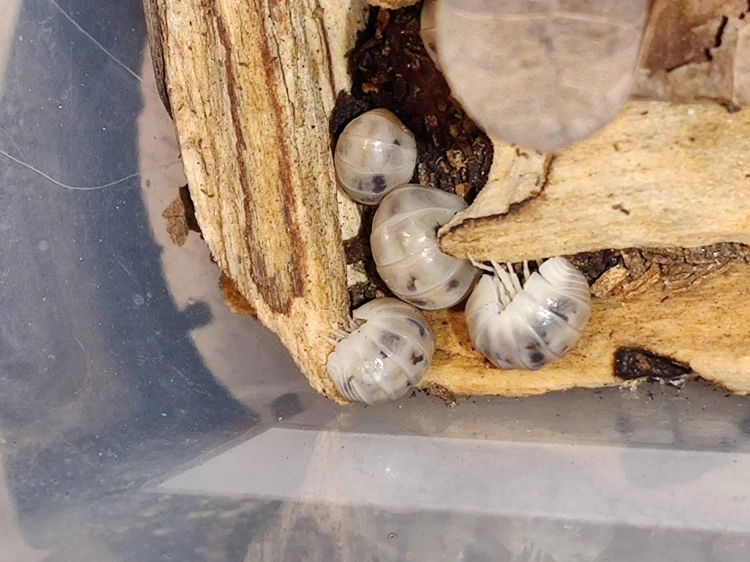 Isopod armadillo officinalis dalmatian.