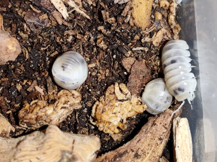 Isopod armadillo officinalis dalmatian.