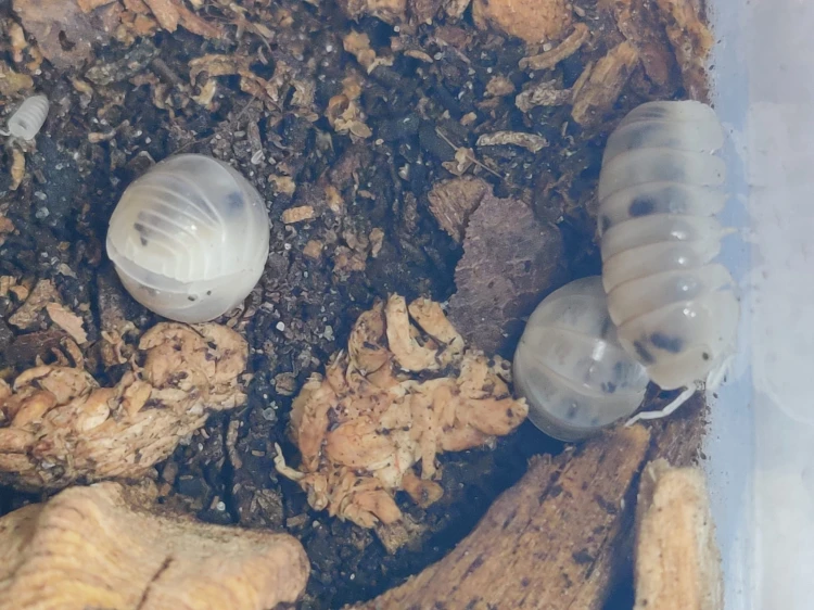 Isopod armadillo officinalis dalmatian.