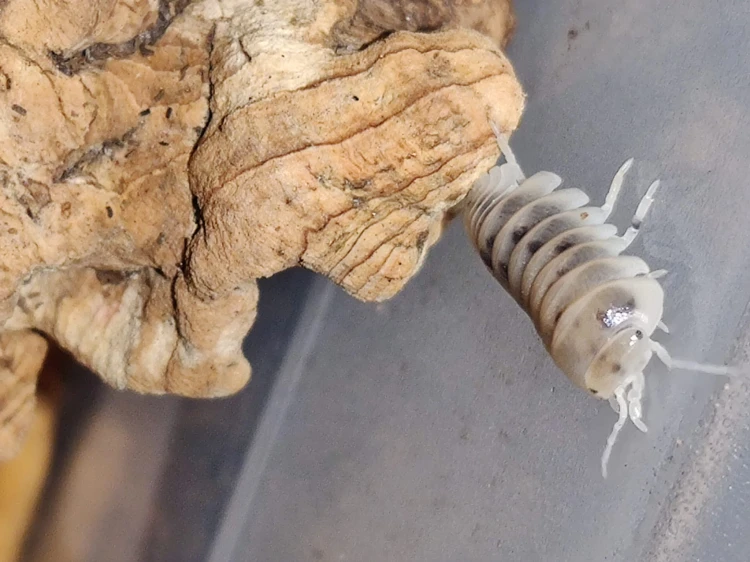 Isopod armadillo officinalis dalmatian.