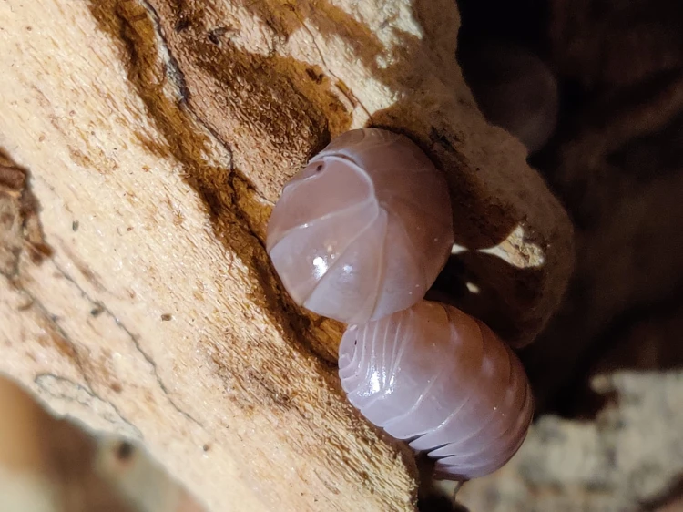 Isopody armadillo officinalis pink.