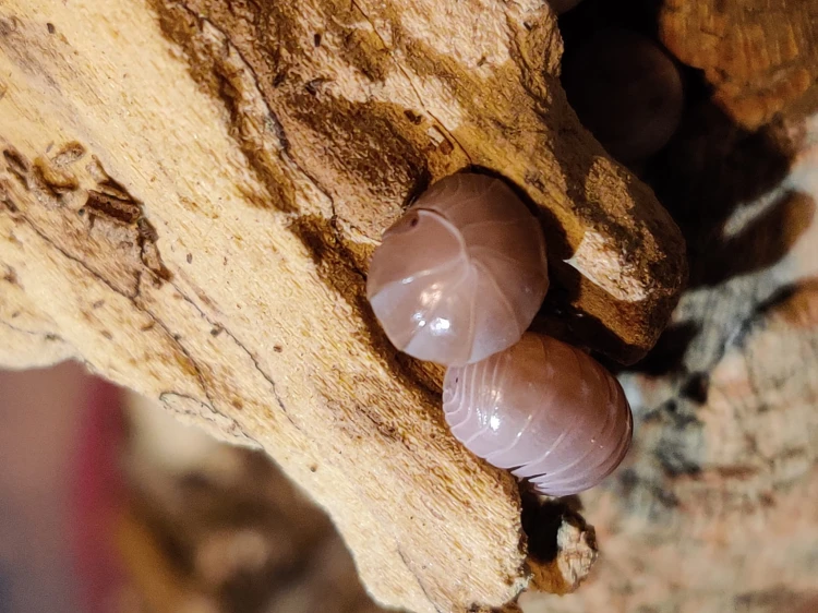 Isopody armadillo officinalis pink.