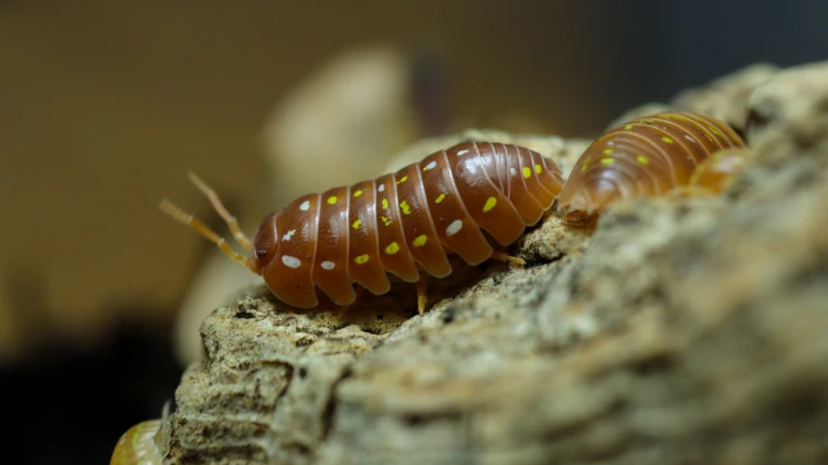 Armadillidium frontetriangulum _orange_.jpg