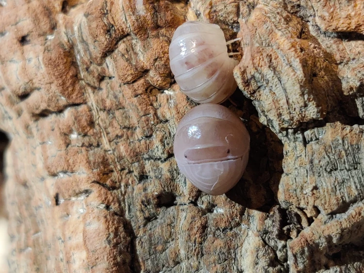 Isopody armadillo officinalis pink.