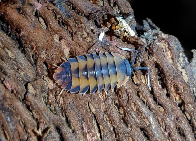 isopod merulanella vulcano.