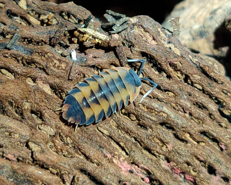 isopod merulanella vulcano.