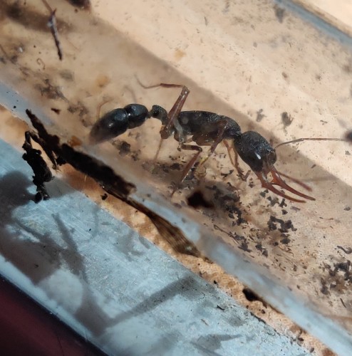 Mrówka harpegnathos venator.