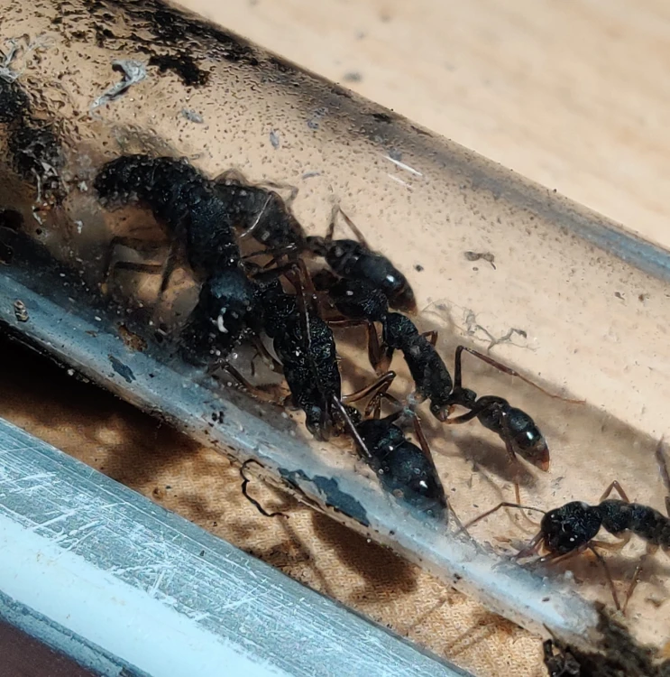 Mrówka harpegnathos venator.