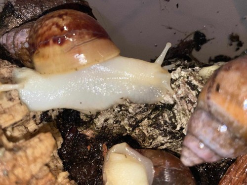 Escargot géant africain Lissachatina fulica au corps clair sur écorce.