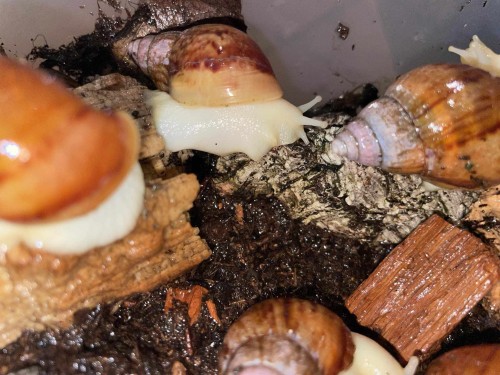 Escargots Lissachatina fulica dans le substrat d'élevage près d'écorce.