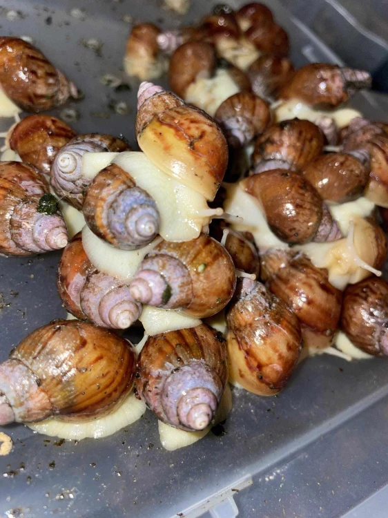 Groupe de jeunes escargots Lissachatina fulica aux corps blancs et coquilles coniques.