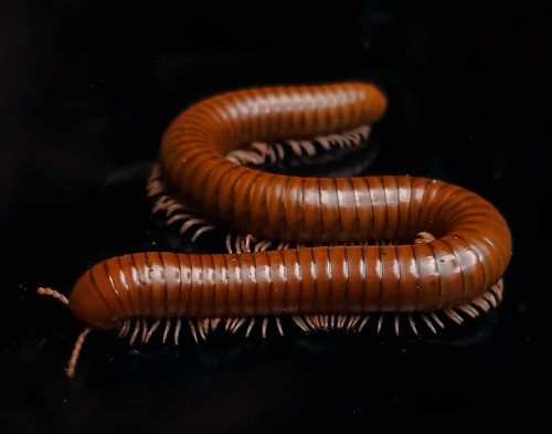 Mille-pattes brun cuivre Spirostreptus tanzania courbé en S sur fond noir.