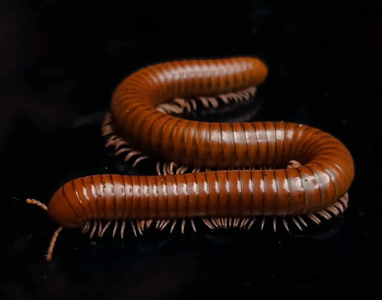Mille-pattes brun cuivre Spirostreptus tanzania courbé en S sur fond noir.