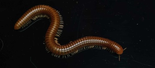 Mille-pattes cuivre Spirostreptus tanzania étendu dans une posture ondulée sur fond noir.