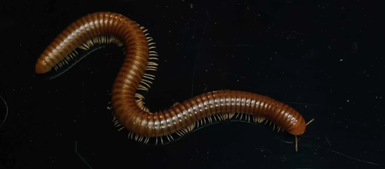 Mille-pattes cuivre Spirostreptus tanzania étendu dans une posture ondulée sur fond noir.