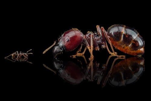 Mrówka carebara diversa.