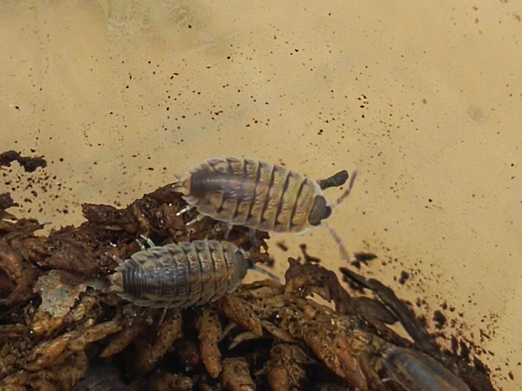 Messenger_creation_007B0E27-5FCC-4D77-A948-3FC33B5B00B3.jpeg