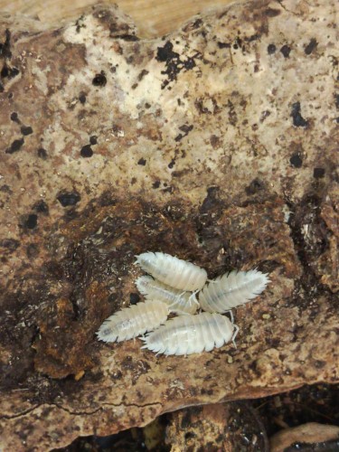 Groupe d'isopodes lisses blanc neige Porcellio laevis whiteout sur une plaque d'écorce de liège.