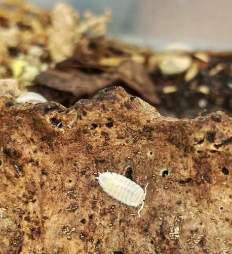 Single white Porcellio laevis whiteout isopod on rough piece of oak bark.