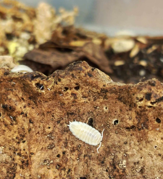 Un seul isopode blanc Porcellio laevis whiteout sur un morceau rugueux d'écorce de chêne.