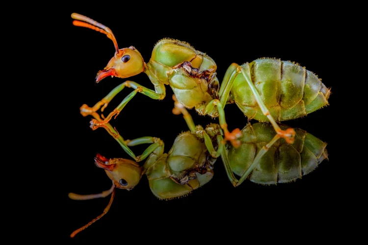 Mrówka oecophylla smaragdina.