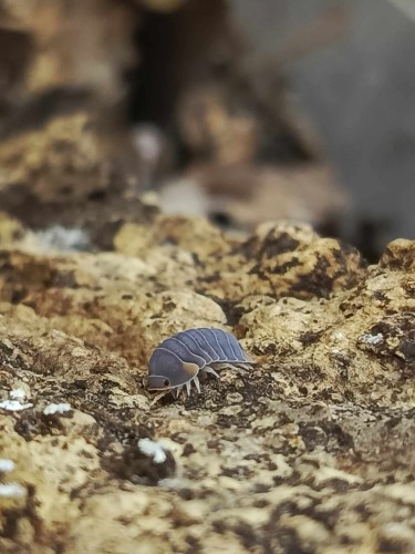 Isopode gris-rosé Cubaris piggy marchant sur de l'écorce rugueuse.