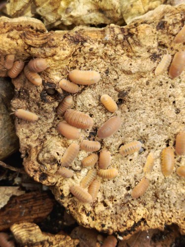 Groupe d'isopodes pêche-orange Cubaris murina 'mandarin' sur une plaque d'écorce de liège