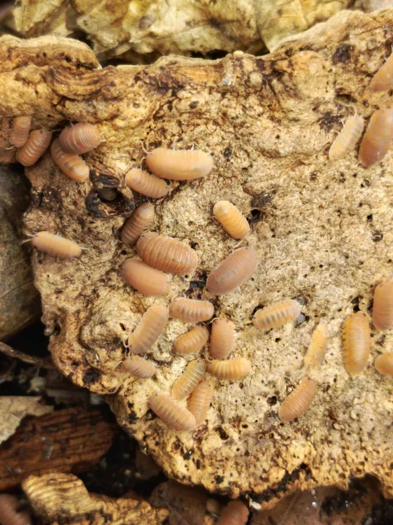 Groupe d'isopodes pêche-orange Cubaris murina 'mandarin' sur une plaque d'écorce de liège