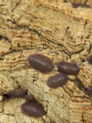 Groupe d'isopodes brun-gris Cubaris soil sur écorce de liège craquelée.