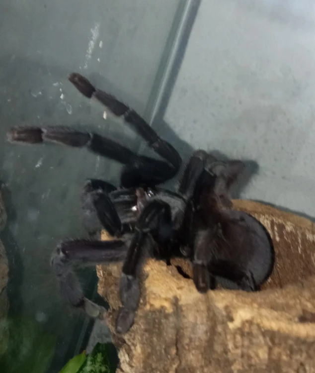 Ptasznik Phormingochilus arboricola.