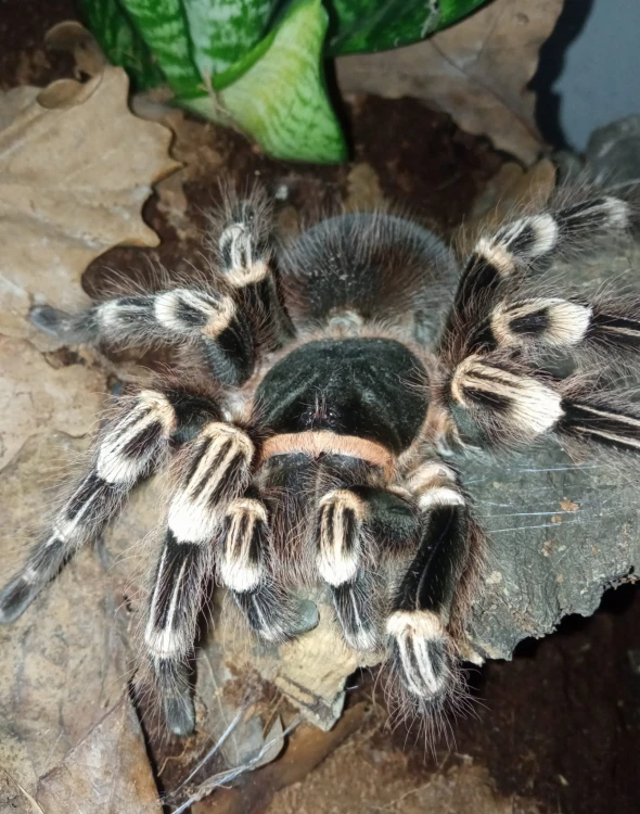 Ptasznik acanthoscurria geniculata.